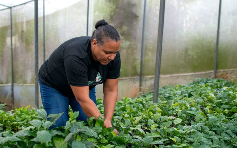 Liderazgo Femenino y Sostenibilidad: El Café Artesanal Mimín de República Dominicana es premiado en el 25 Aniversario de Donativos Ambientales Ford.
