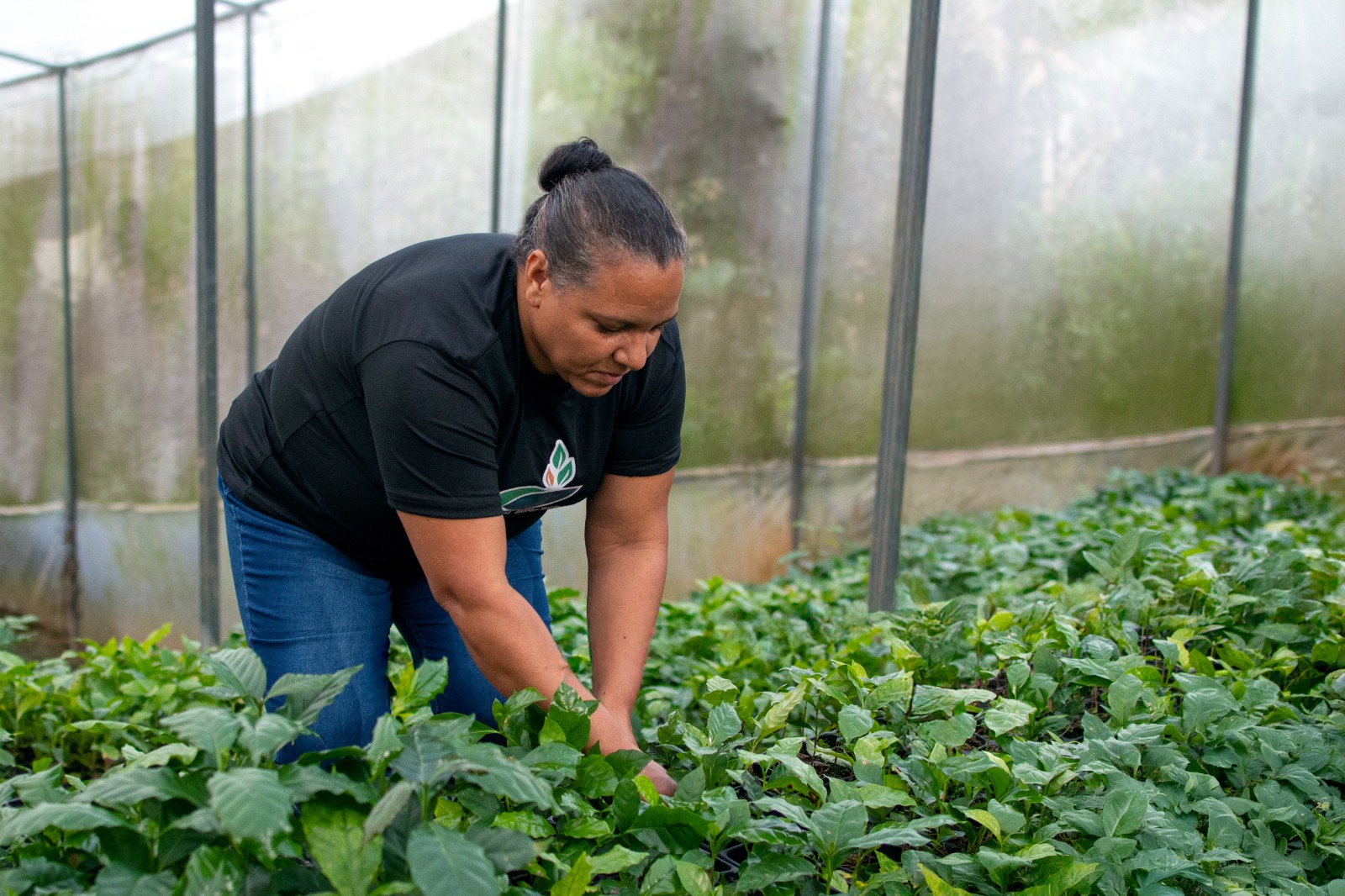 Liderazgo Femenino y Sostenibilidad: El Café Artesanal Mimín de República Dominicana es premiado en el 25 Aniversario de Donativos Ambientales Ford.